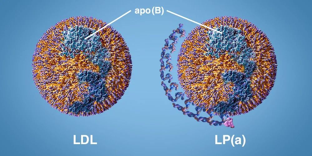 Lipoprotein(a)